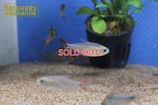 画像13: レッドテールダイヤモンドアスティアナックス　