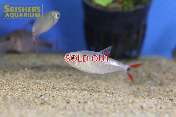 画像3: レッドテールダイヤモンドアスティアナックス　