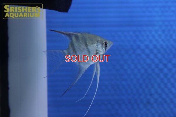 画像7: デュメリリエンゼル　ネグロ（SM)