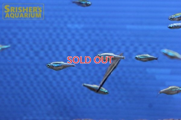 画像6: プラチナグリーンネオンテトラ