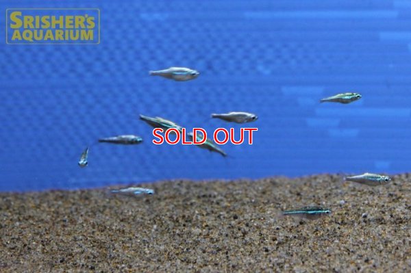 画像10: プラチナグリーンネオンテトラ