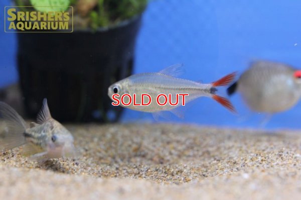 画像6: レッドテールダイヤモンドアスティアナックス　