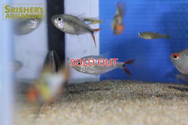 画像5: レッドテールダイヤモンドアスティアナックス　