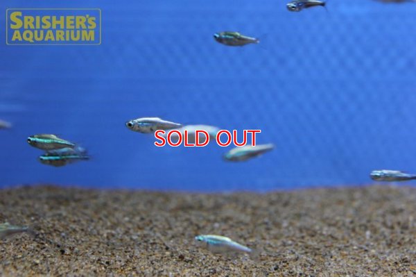 画像11: プラチナグリーンネオンテトラ