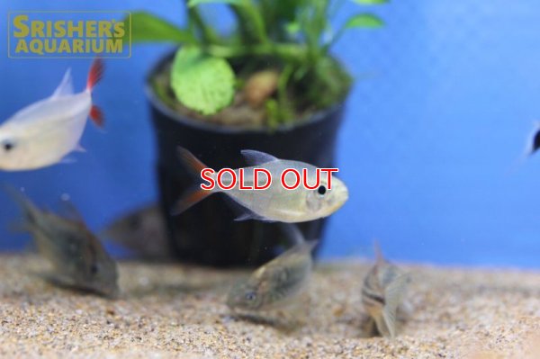 画像7: レッドテールダイヤモンドアスティアナックス　