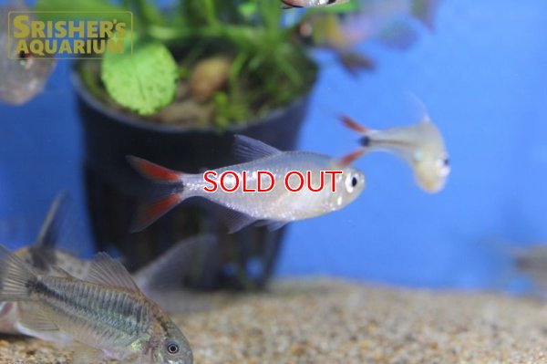 画像4: レッドテールダイヤモンドアスティアナックス　