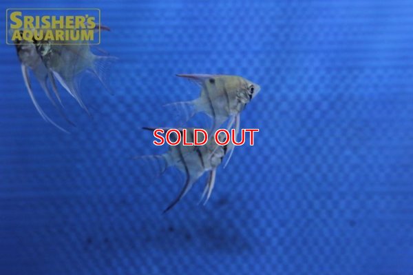 画像5: デュメリリエンゼル　ネグロ（SM)