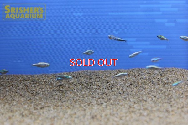 画像12: プラチナグリーンネオンテトラ