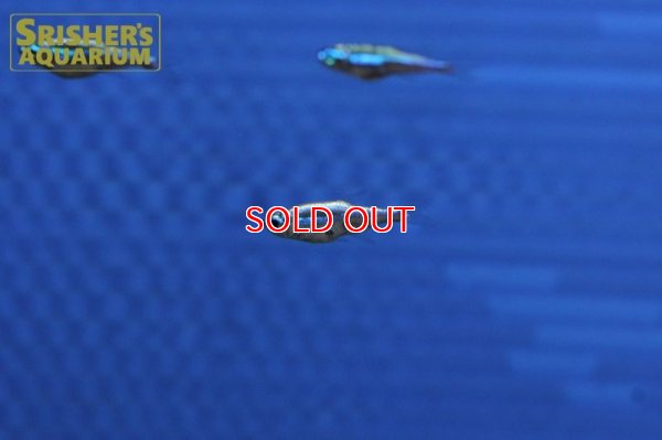 画像4: プラチナグリーンネオンテトラ