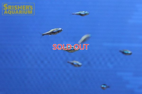 画像9: プラチナグリーンネオンテトラ