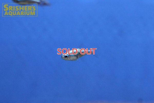 画像13: プラチナグリーンネオンテトラ