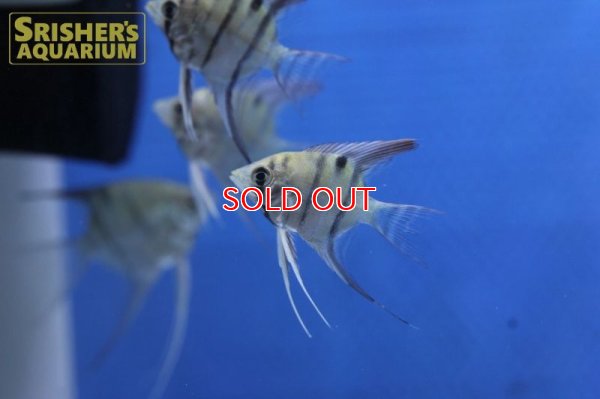 画像3: デュメリリエンゼル　ネグロ（SM)