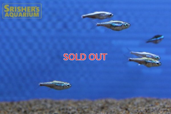 画像5: プラチナグリーンネオンテトラ