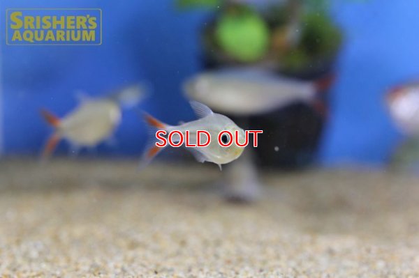 画像12: レッドテールダイヤモンドアスティアナックス　