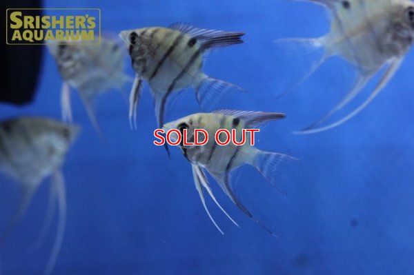 画像4: デュメリリエンゼル　ネグロ（SM)