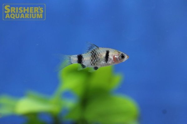 画像5: ブラックルビー　