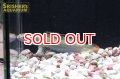 アイズファイヤースネークヘッド