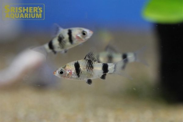 画像6: ブラックルビー　