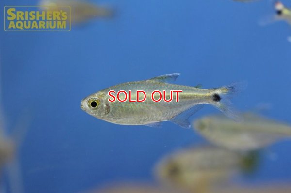 画像7: シザーステールモンクホーシャ（ペルー）