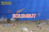 ラミーノーズテトラ