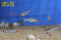 ラミーノーズテトラ