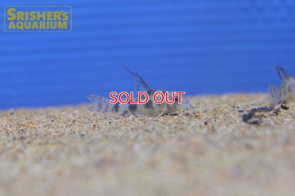 画像5: コリドラス　ロングフィンパレアタス