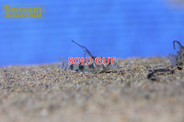 画像4: コリドラス　ロングフィンパレアタス