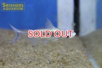 プラチナパールム