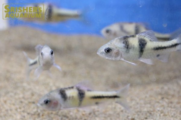 画像2: ポストフィッシュ