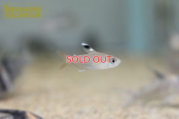 画像3: ハイフェソブリコン　コペランディ　"リオジャファリ"