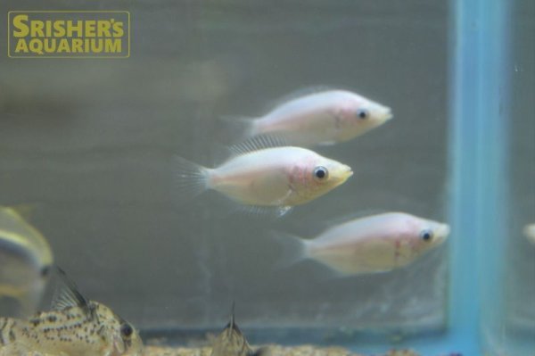 画像2: キッシンググラミー