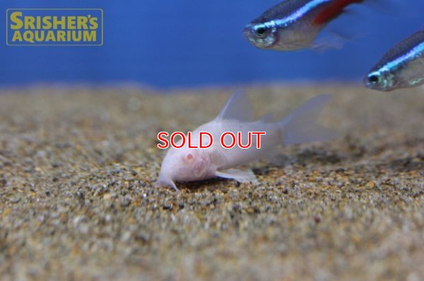 画像3: コリドラス　アルビノパンダ