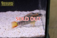 アピストグラマ ｓp.  sc-54（ペア）店長セレクト n-01 お客様感謝価格【２０１９年採集】【コロンビア】