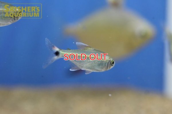 画像4: シザーステールモンクホーシャ（ペルー）