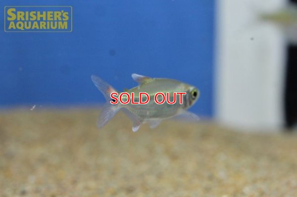 画像5: シザーステールモンクホーシャ（ペルー）