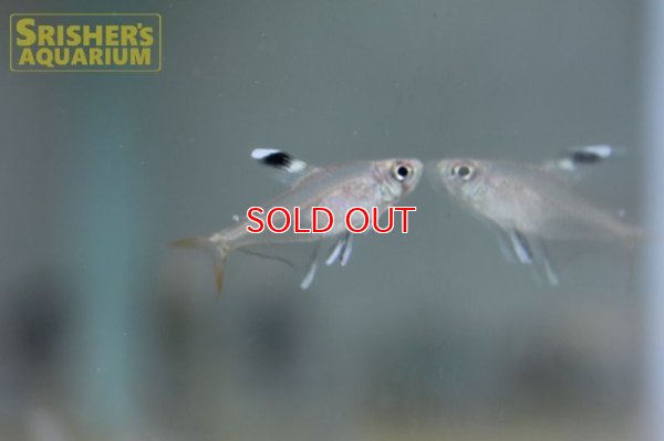 画像4: ハイフェソブリコン　コペランディ　"リオジャファリ"