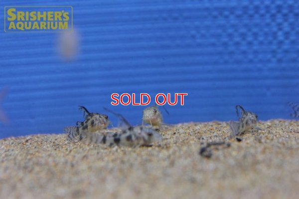 画像7: コリドラス　ロングフィンパレアタス