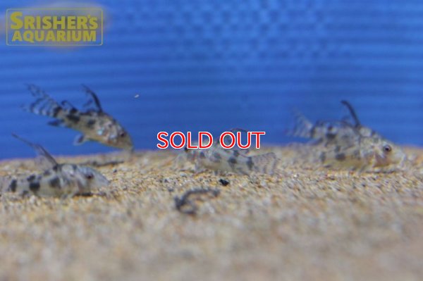 画像6: コリドラス　ロングフィンパレアタス