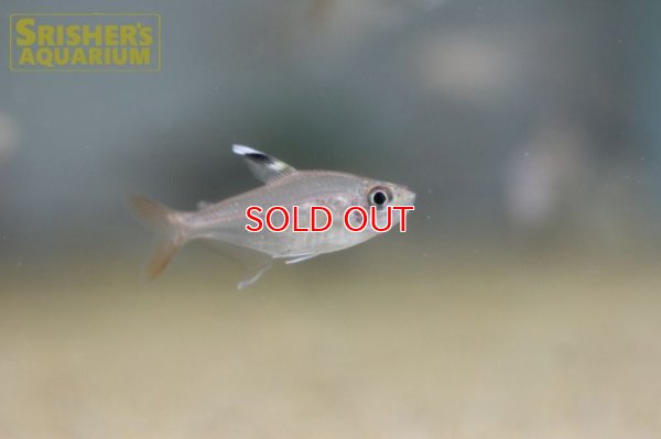 画像5: ハイフェソブリコン　コペランディ　"リオジャファリ"