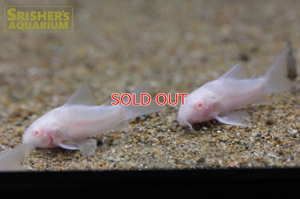 画像4: コリドラス　アルビノパンダ