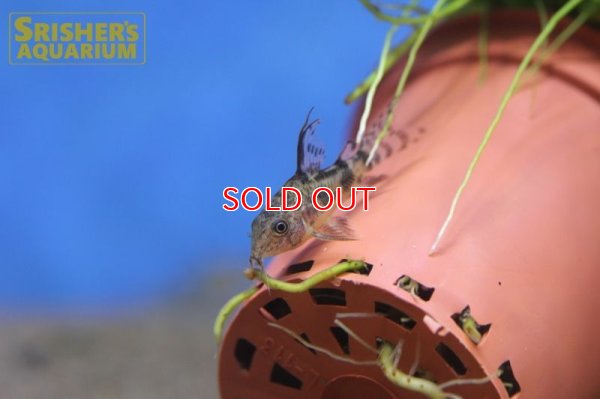 画像3: コリドラス　ロングフィンパレアタス