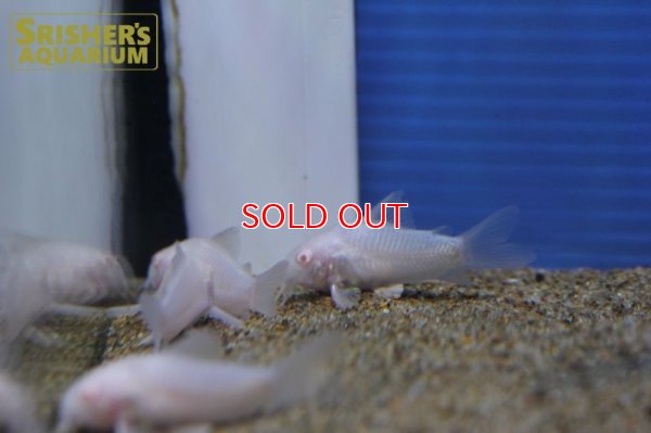 画像7: コリドラス　アルビノパンダ