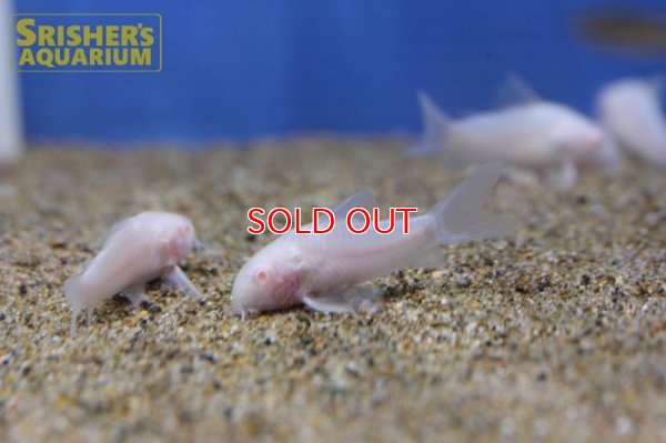 画像5: コリドラス　アルビノパンダ