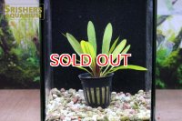 水草 エキノドルス ルビン ナローリーフ (１株)