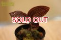 観葉植物　ルディシア　ハイブリッド
