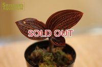 観葉植物　ルディシア　ハイブリッド