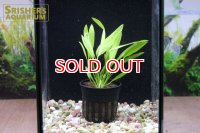 水草 エキノドルス オゼロット ナローミニ (１株)