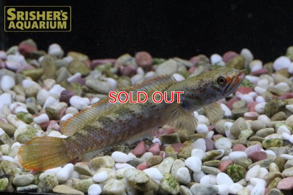 画像6: バーミーズレッドフィンスネークヘッド