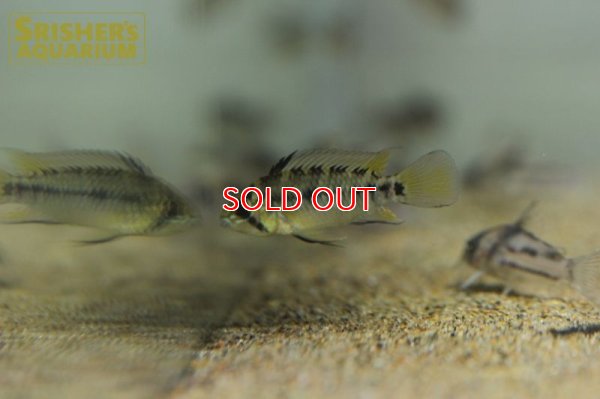 画像5: アピストグラマ ホイグネイ( sv-125) ブリード n-1（ペア）【２０１９年採集】【ベネズエラ】