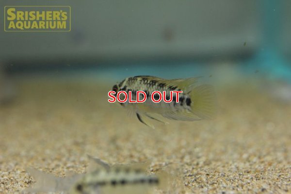 画像3: アピストグラマ ホイグネイ( sv-125) ブリード n-2（ペア）【２０１９年採集】【ベネズエラ】